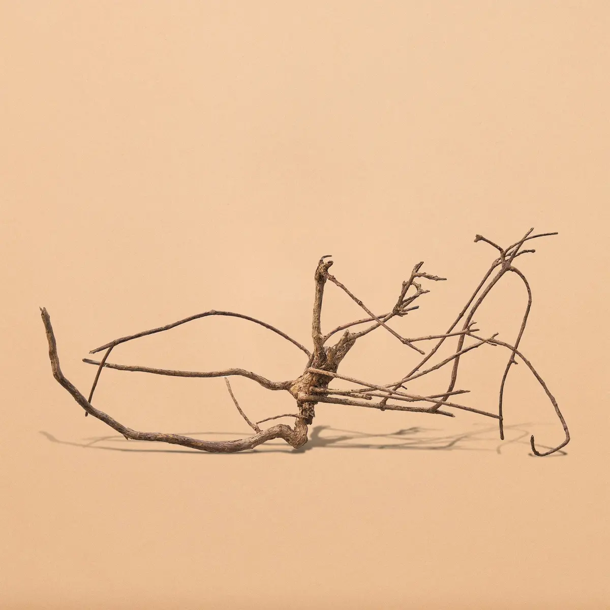 Bantigue Root - Hand Selected Specimens 1