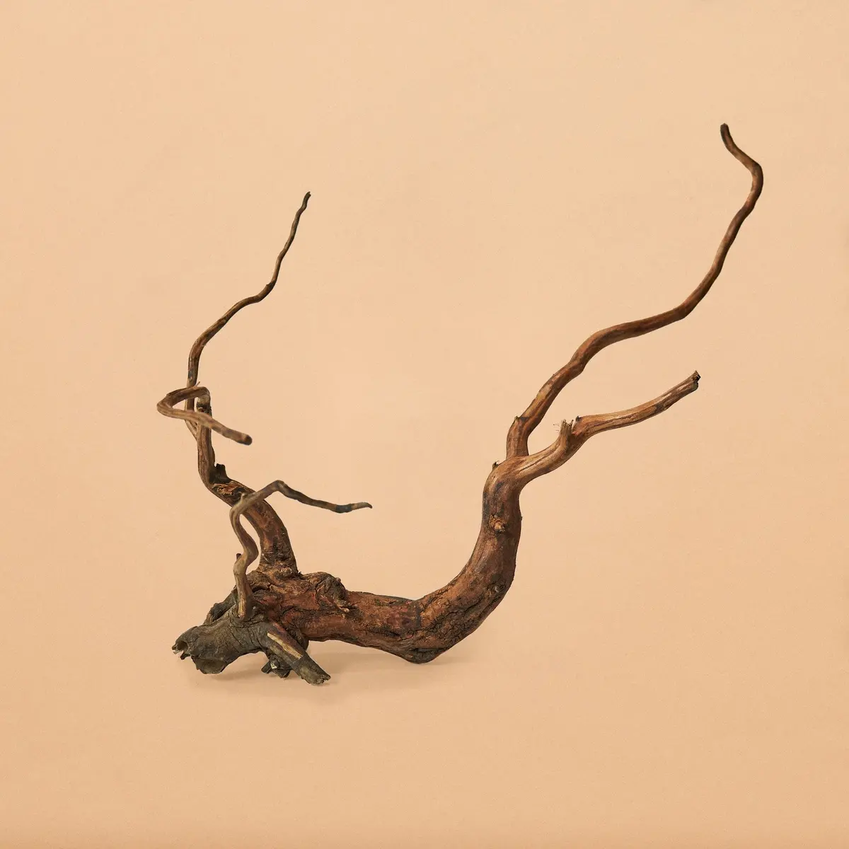 Borneo Root-Hand-Selected Specimens 1