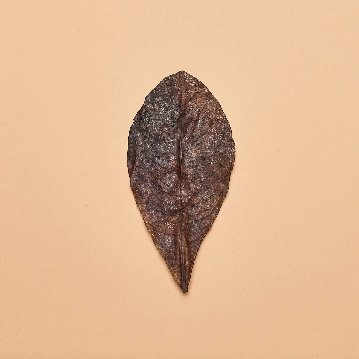Catappa Leaves- Medium Size 1