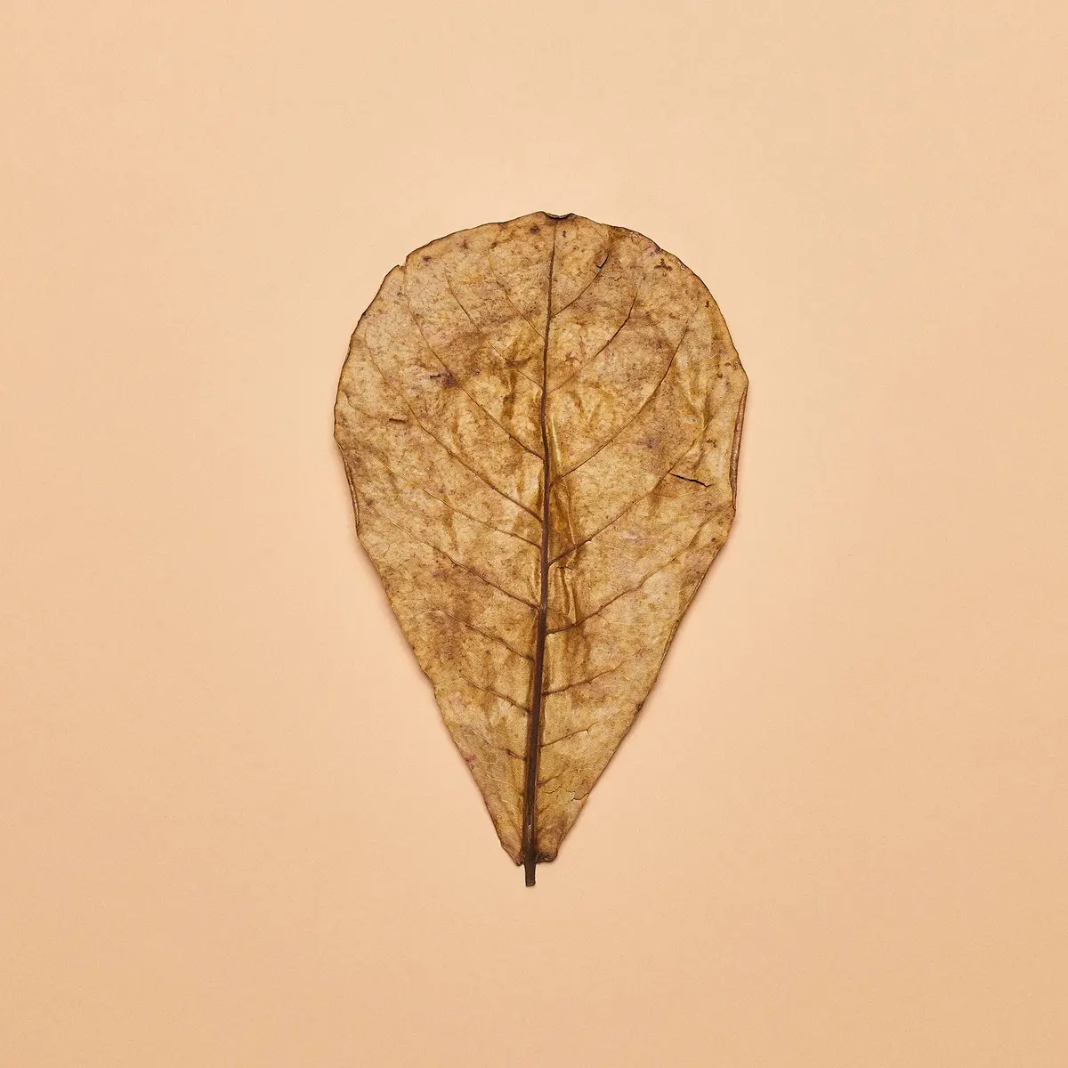 Catappa Leaves- "Nano" Size (Package Of 20) 1