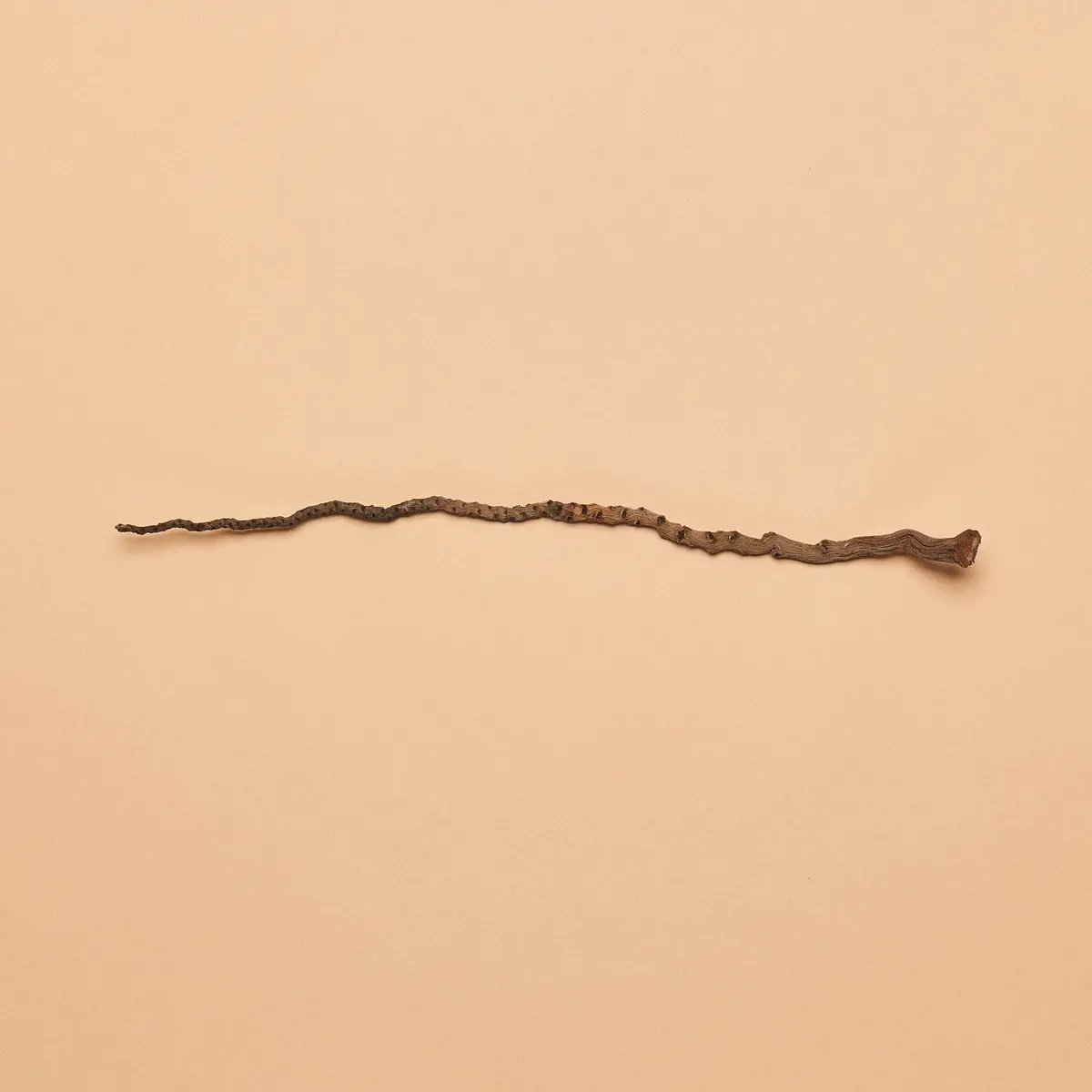 Coconut Palm Stem (Pack Of 10) 1