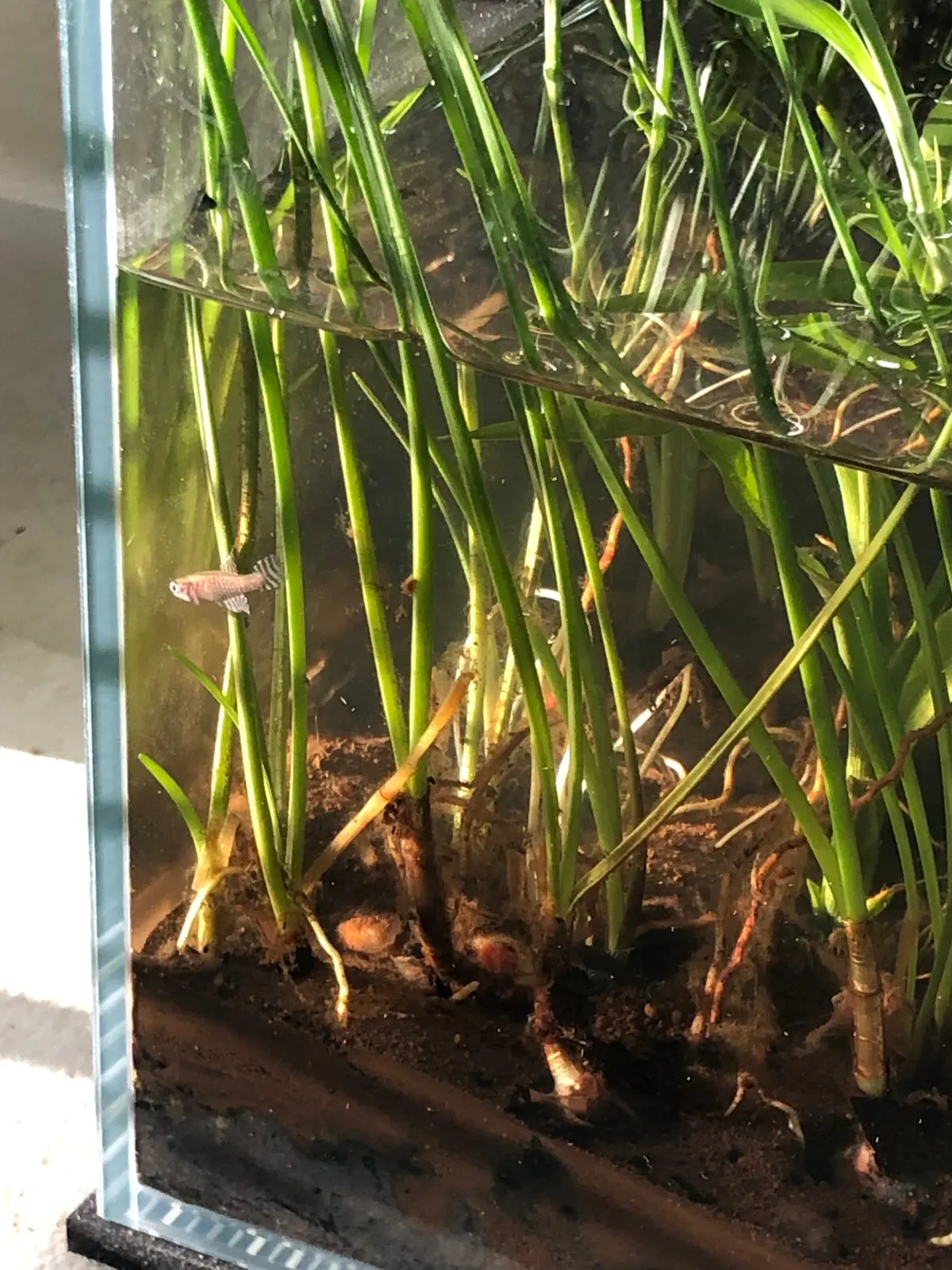 Acorus Gramineus "Japanese Sweet Flag" Approx. 10" Riparium Plant 1