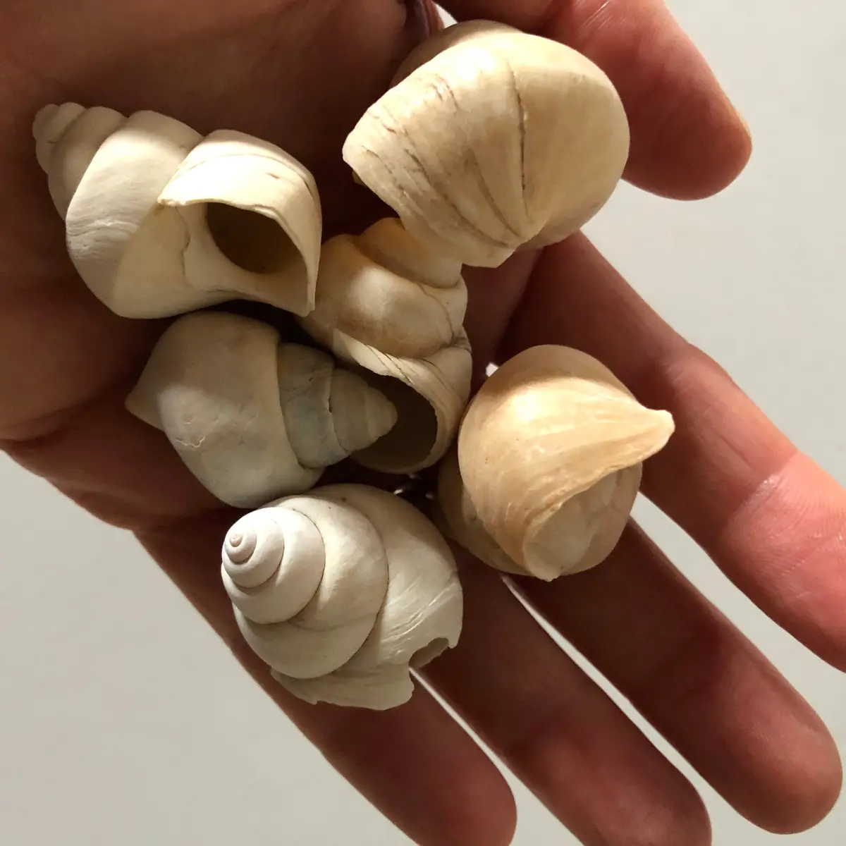 Neothauma Tanganyicense Shells 1