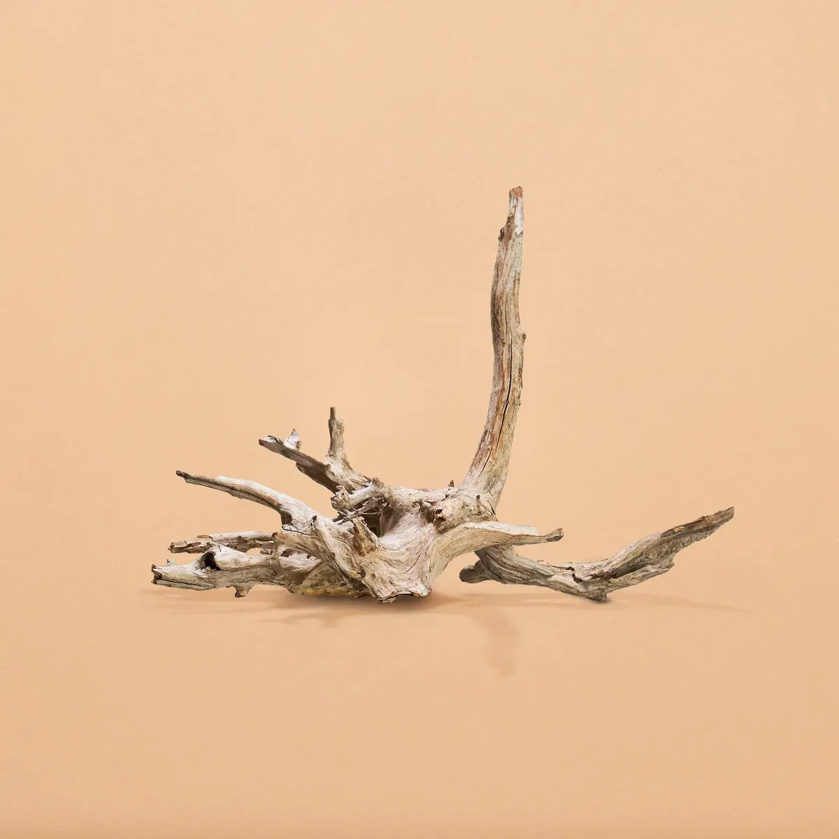 "Weathered Driftwood"-Hand-Selected Specimens 1