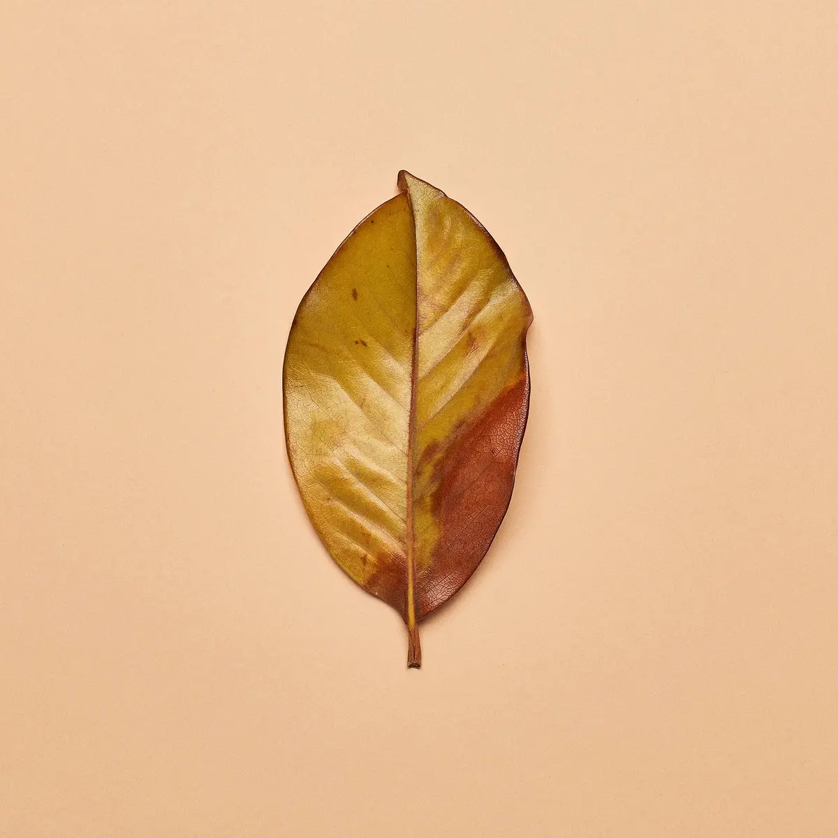Magnolia Leaves 1