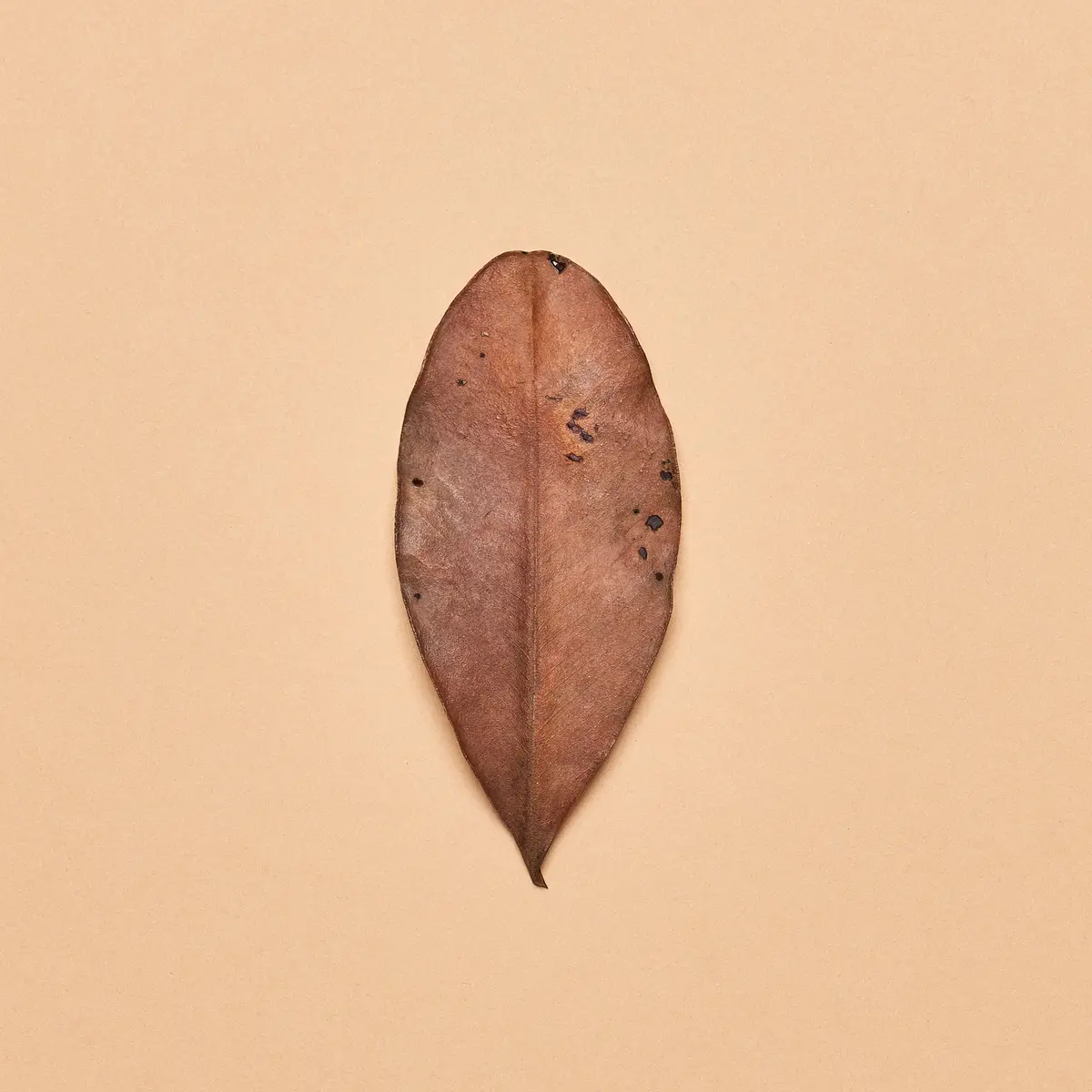 Malaysian Yellow Mangrove Leaves 1