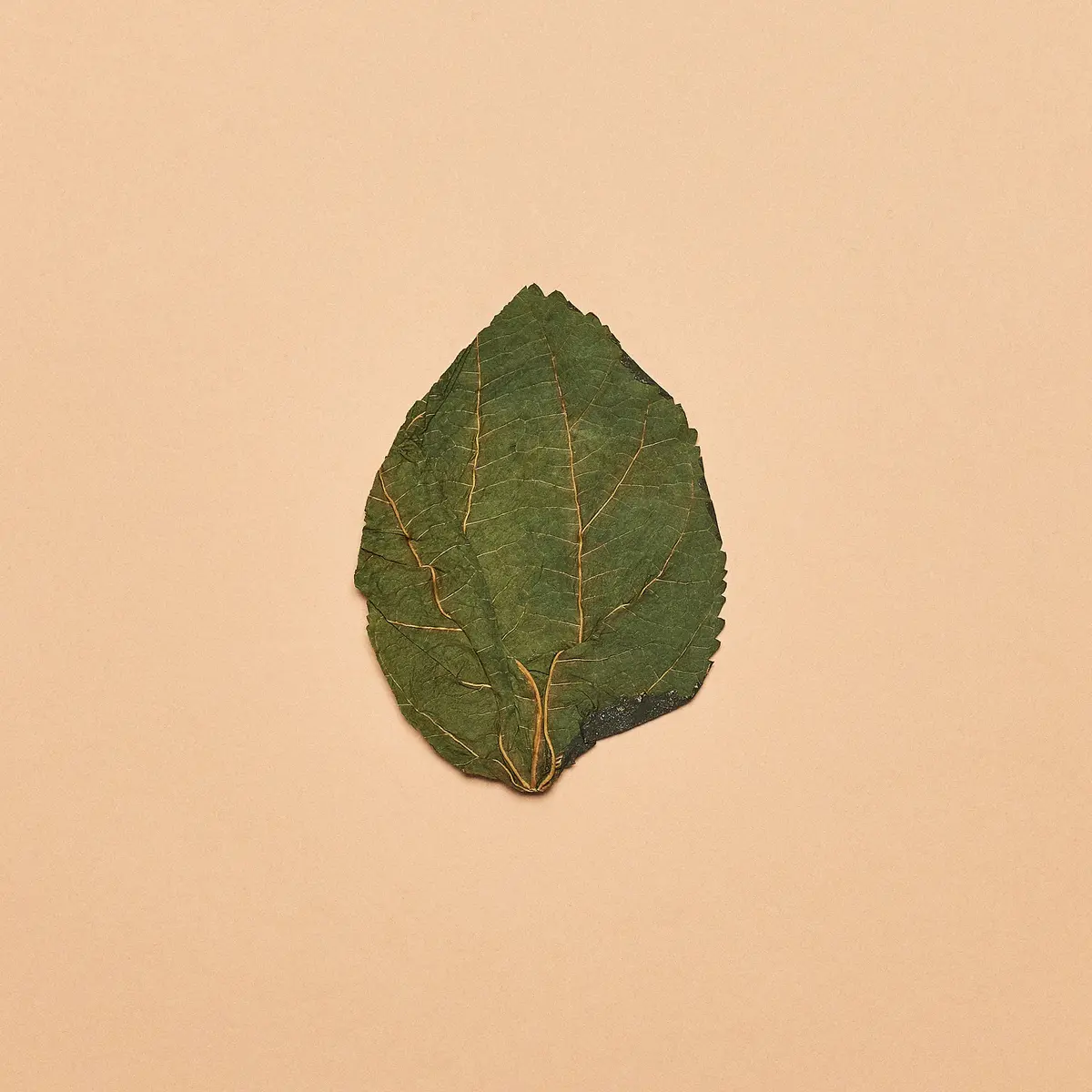 Malaysian Mulberry Leaves 1