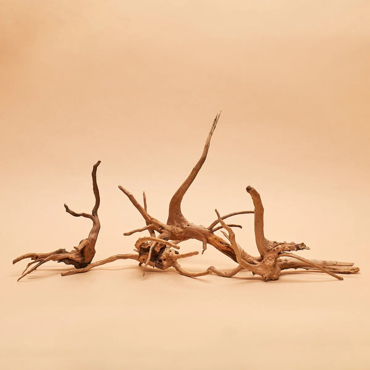 Blonde "Nano" Spider Wood- Hand-Selected Specimens 1