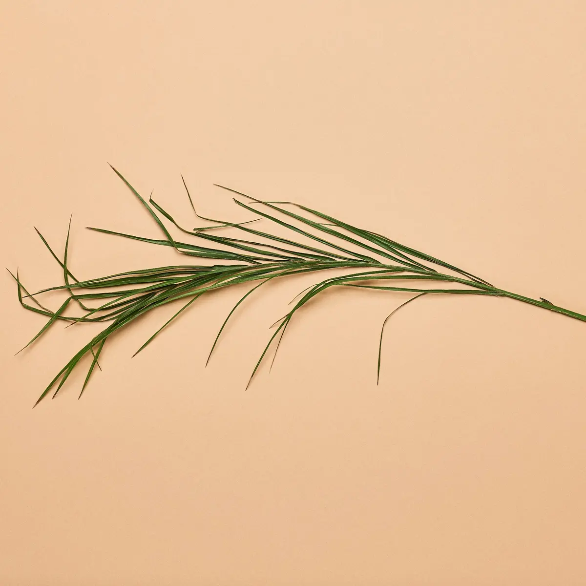 Pygmy Date Palm Frond 1