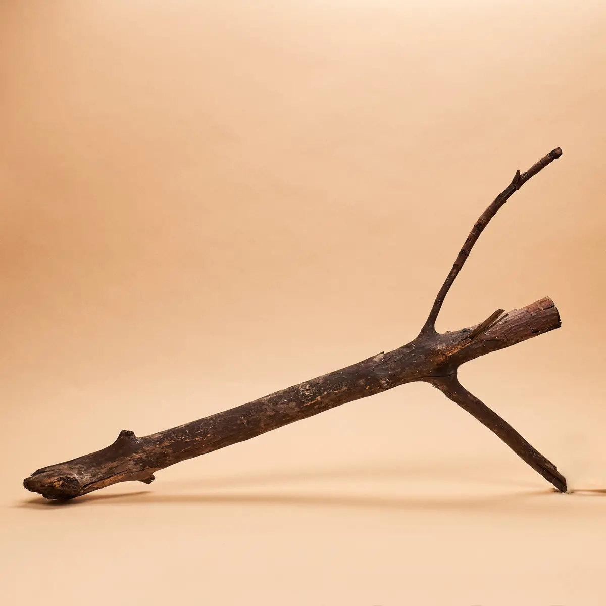Red Mangrove Root Section (Single Piece) 1
