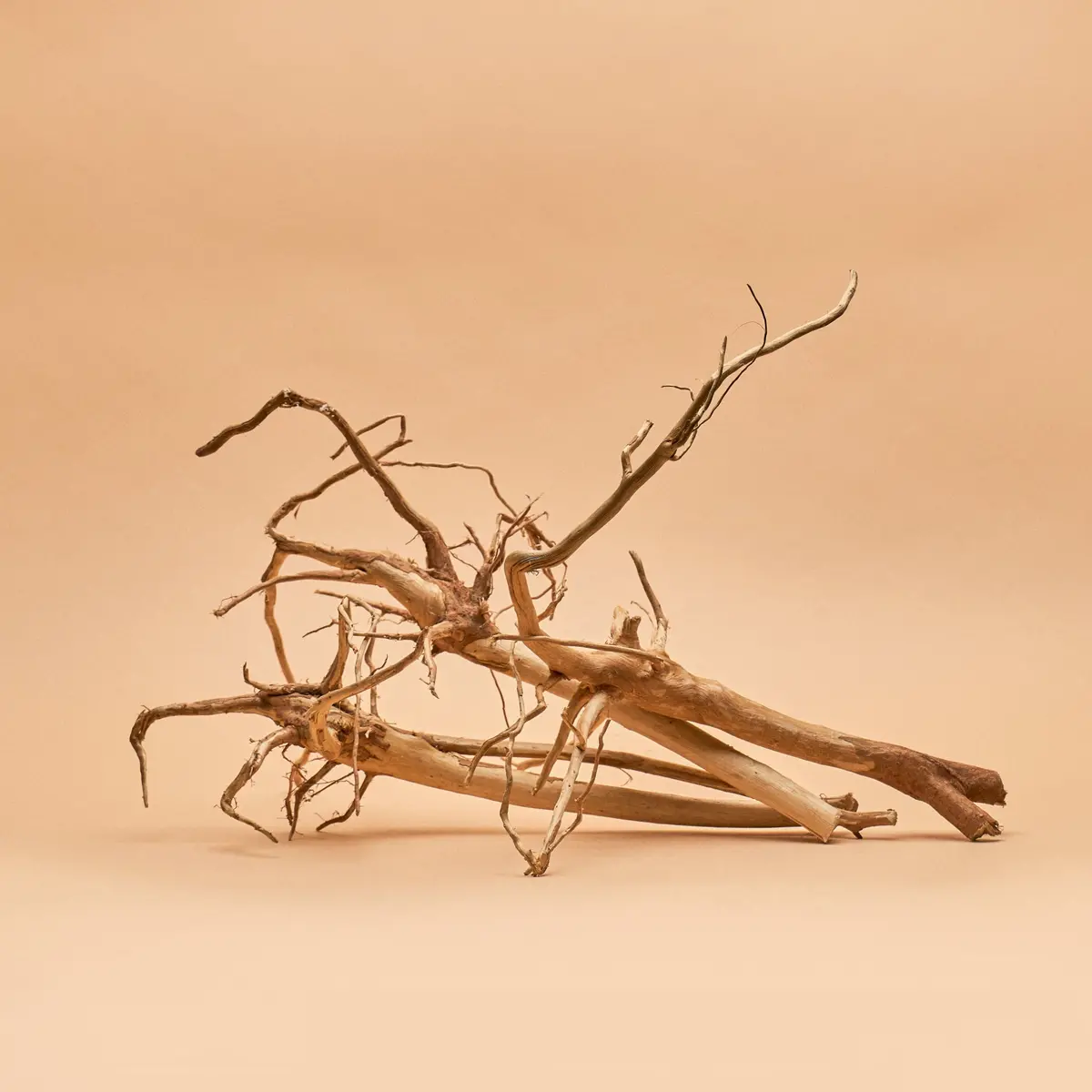 Melastoma Root - Hand Selected Specimens 1