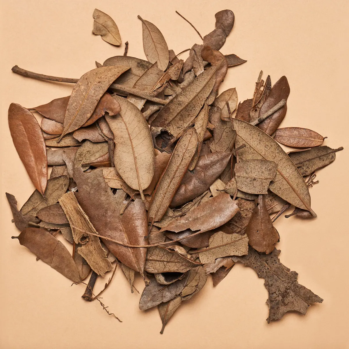 Live Oak Leaf Litter  (Approx 1.5Oz/42.52G Package) 1