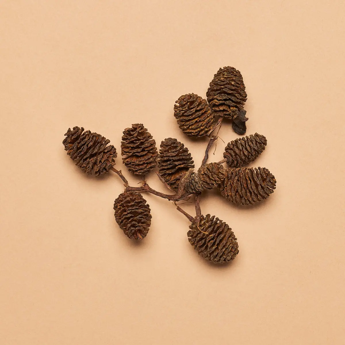 Alder Cones (Approx. 4-Ounce Package) 1