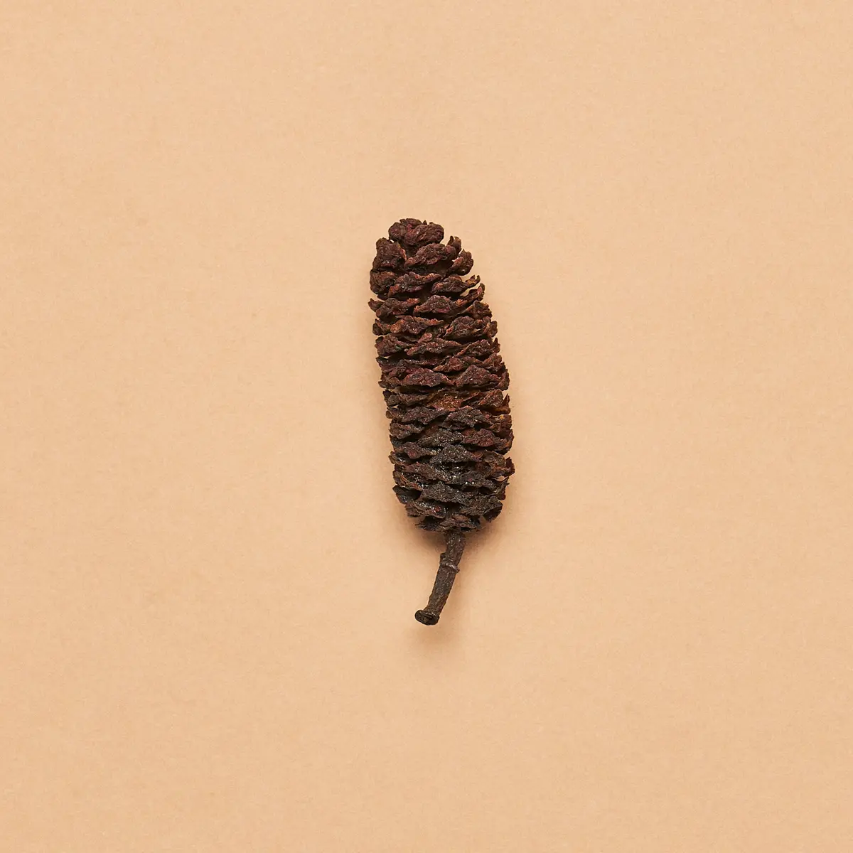 Birch Cones (Approx. 4-Ounce Package) 1