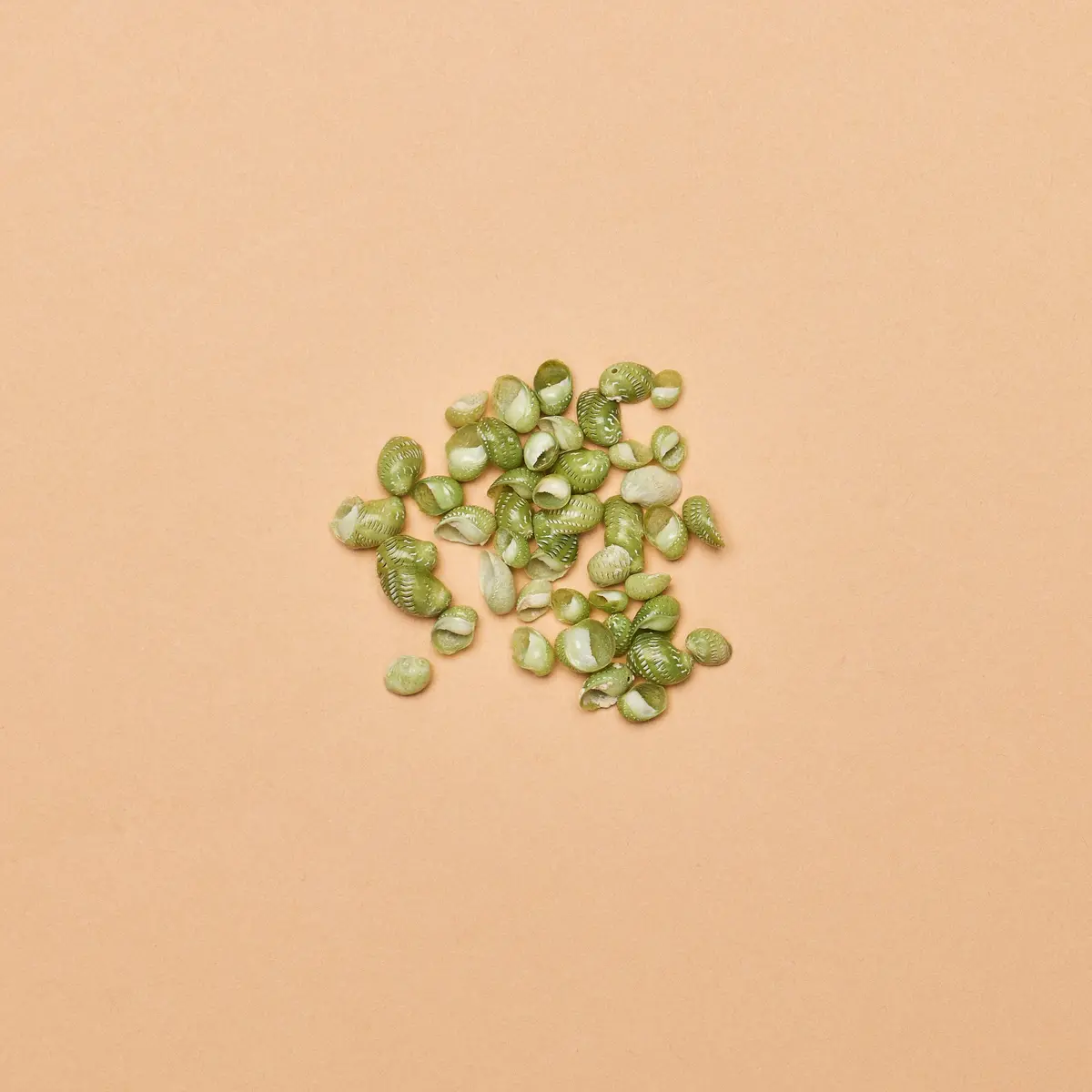 Littorina Sp. (Mangrove Periwinkle) Shells (.5Oz/142G. Package) 1