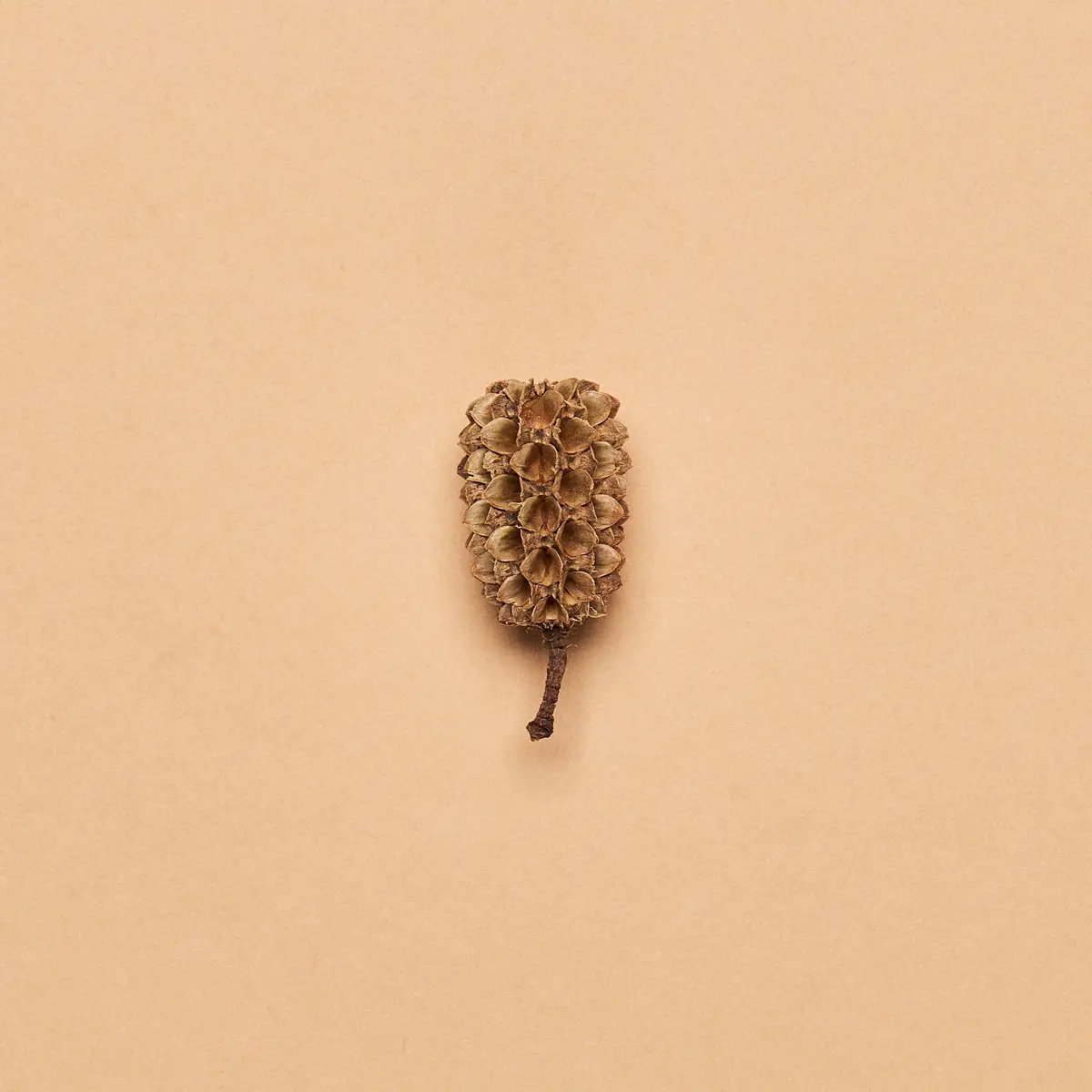 Indian Casuarina Cones 1