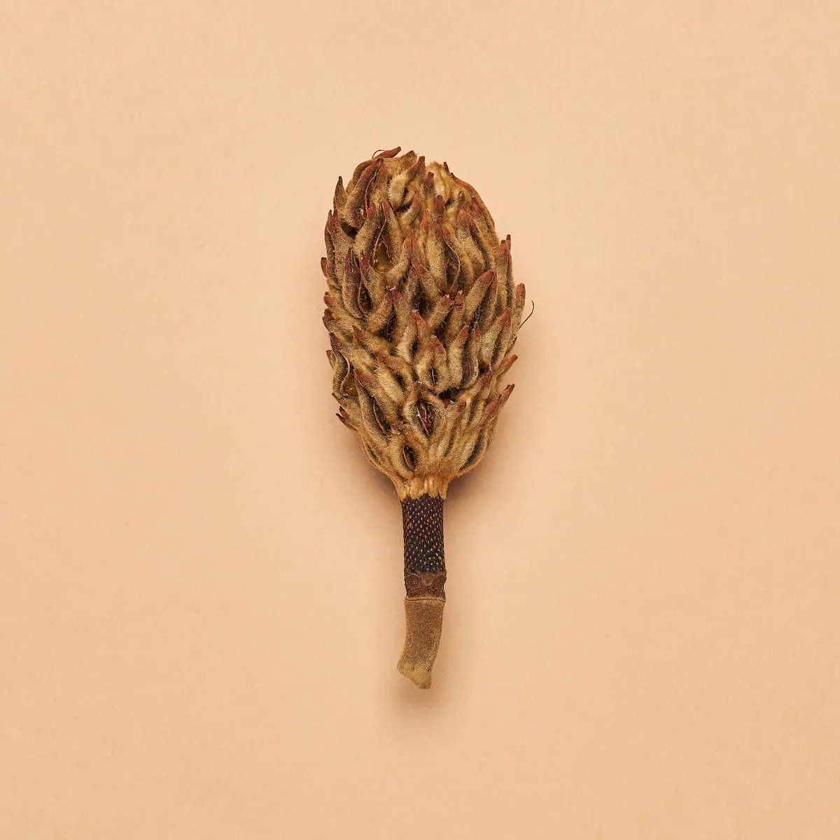 Magnolia Seed Pod 1