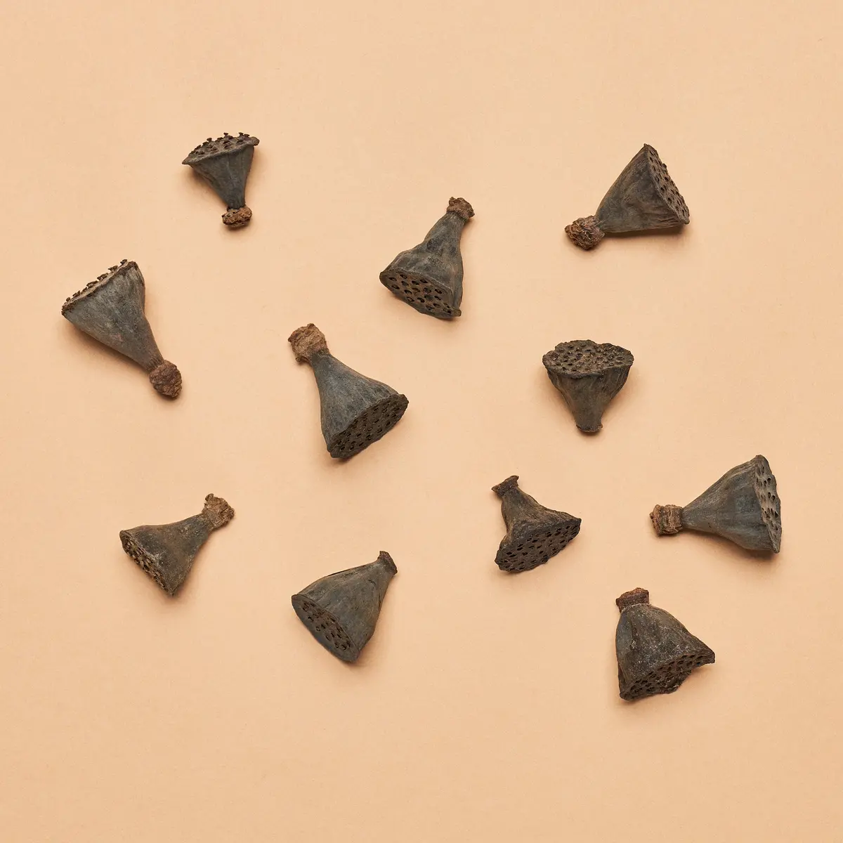 "Nano" Lotus Seed Pod (Package Of 36) 1