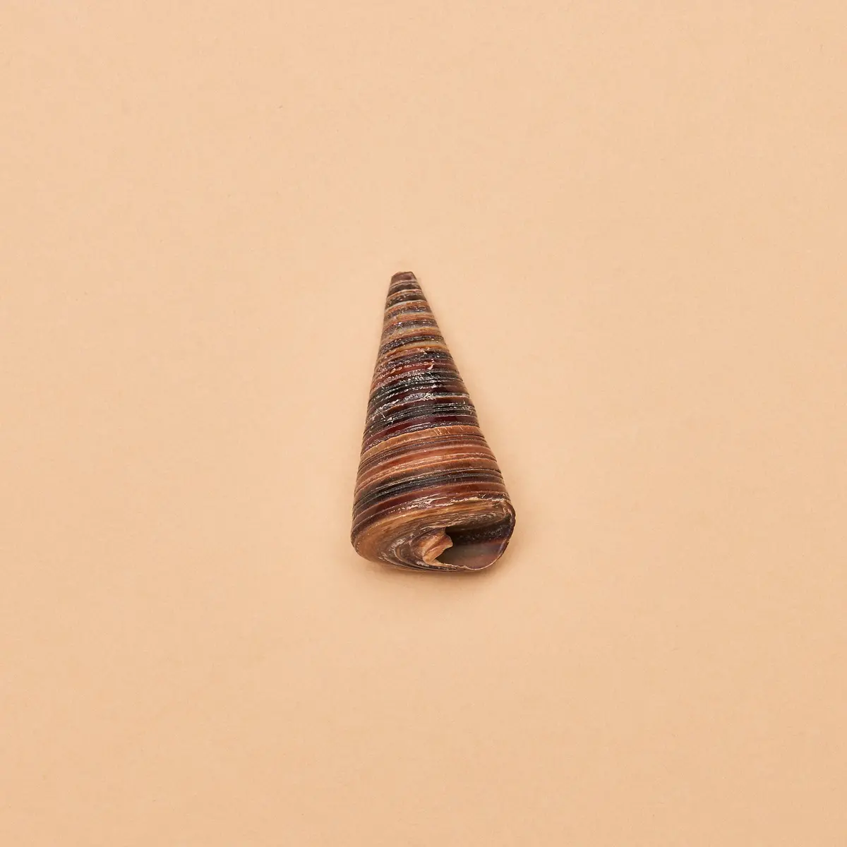 Telescopium Snail Shells (Approximately 2.5"-3" /6.35-7.62Cm) 1