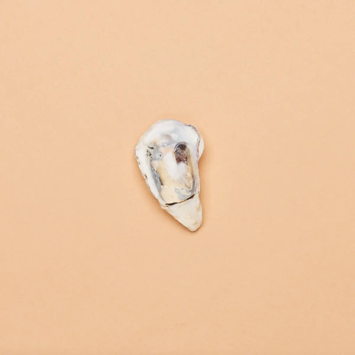 Oyster Shell Halves (Package Of 30 Pcs.) 1