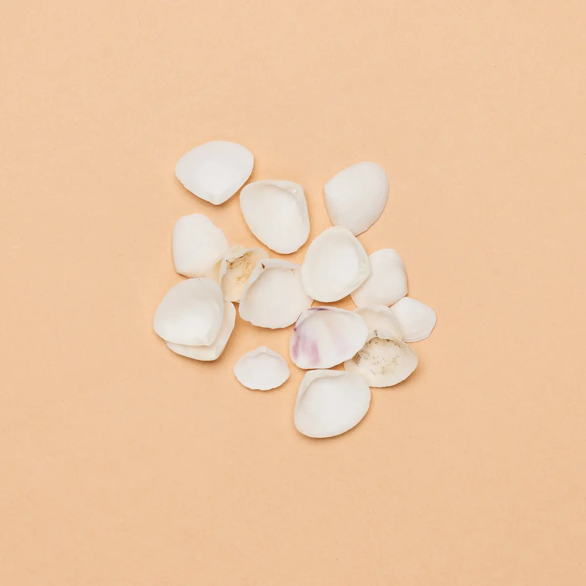 Donacidae Shell Halves (Pack Of 50 Specimens) 1